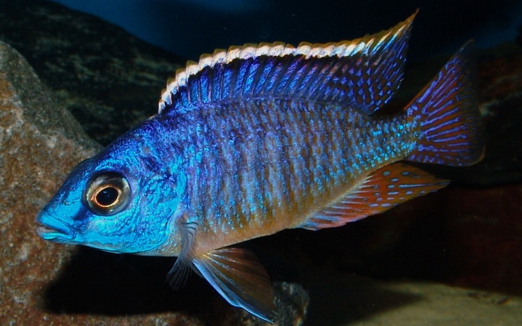 Protomelas taeniolatus 'Nkanda'